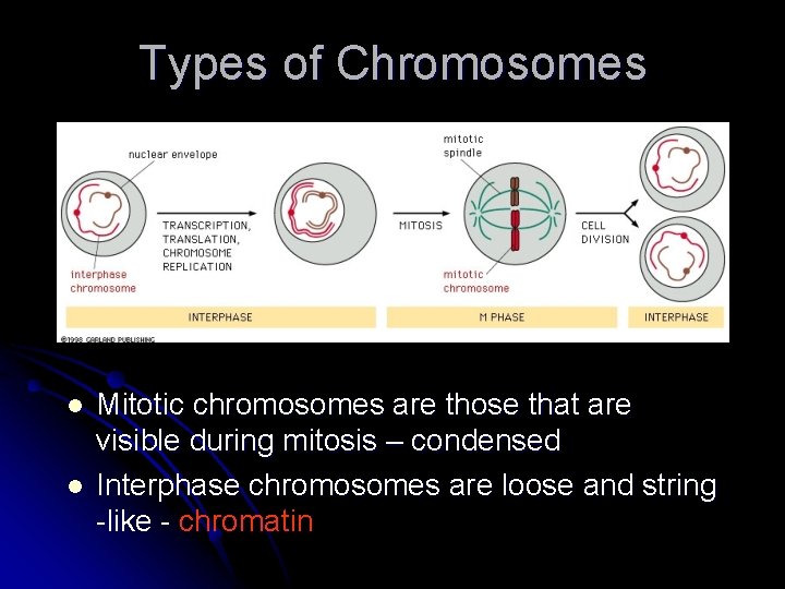 Types of Chromosomes l l Mitotic chromosomes are those that are visible during mitosis