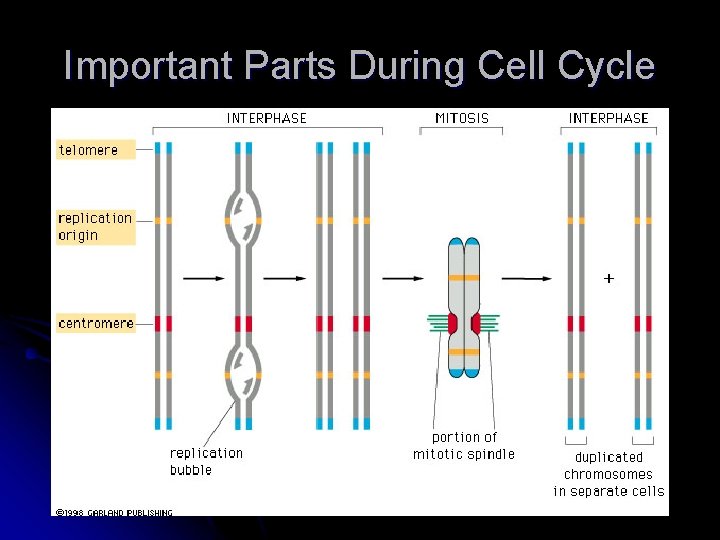 Important Parts During Cell Cycle 