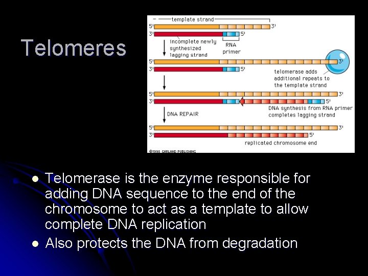 Telomeres l l Telomerase is the enzyme responsible for adding DNA sequence to the