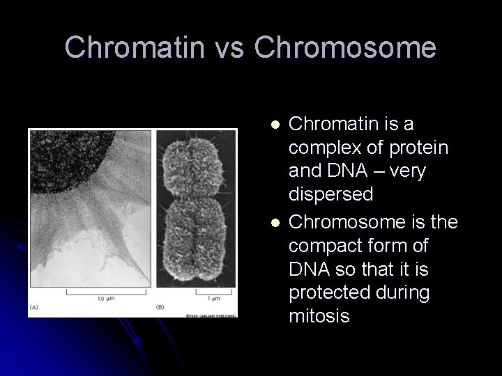 Chromatin vs Chromosome l l Chromatin is a complex of protein and DNA –