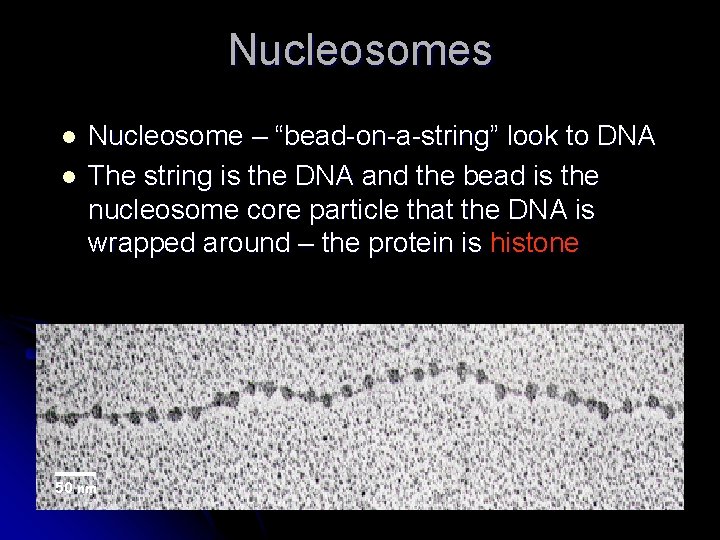 Nucleosomes l l Nucleosome – “bead-on-a-string” look to DNA The string is the DNA