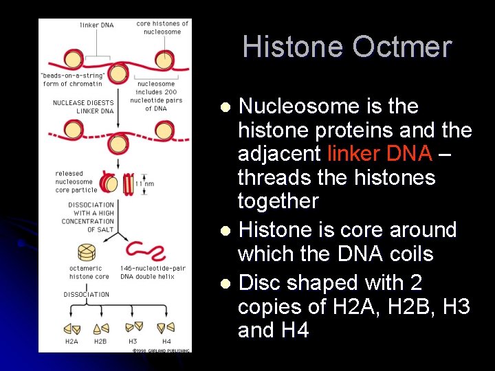 Histone Octmer Nucleosome is the histone proteins and the adjacent linker DNA – threads