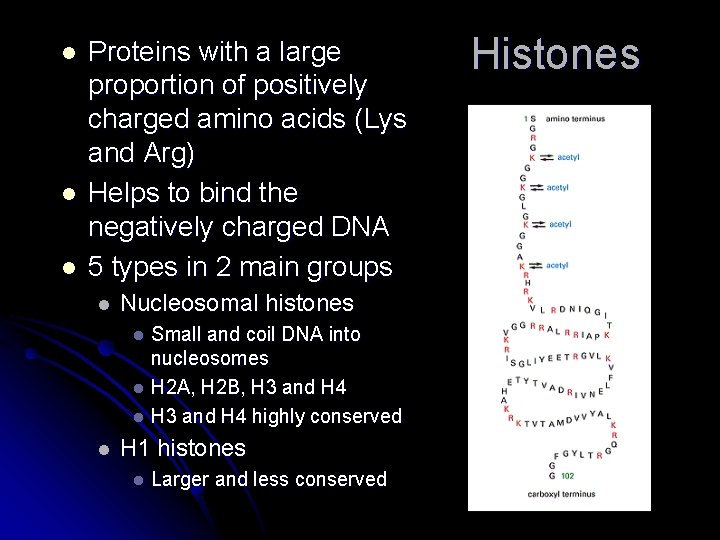 l l l Proteins with a large proportion of positively charged amino acids (Lys