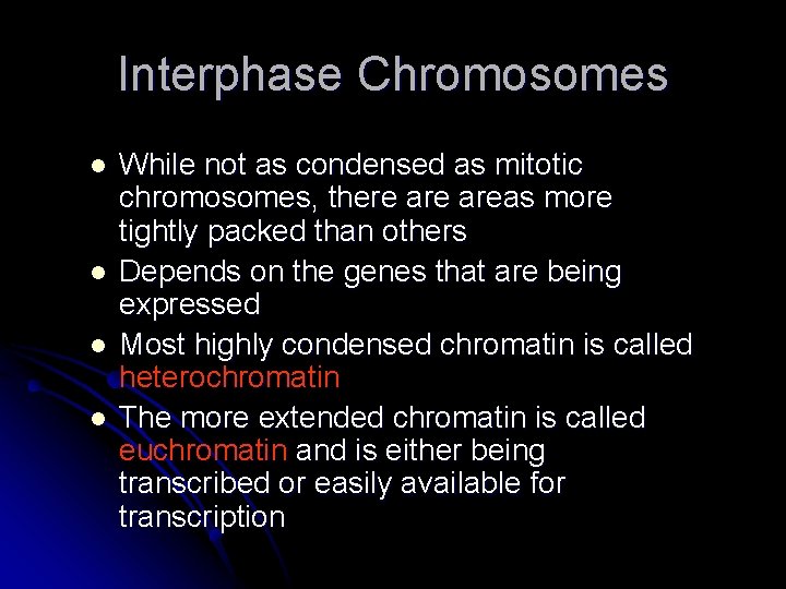 Interphase Chromosomes l l While not as condensed as mitotic chromosomes, there areas more