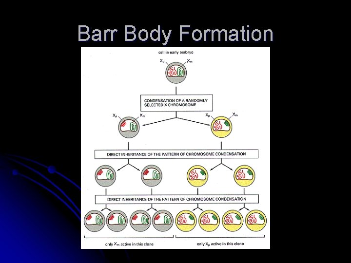 Barr Body Formation 