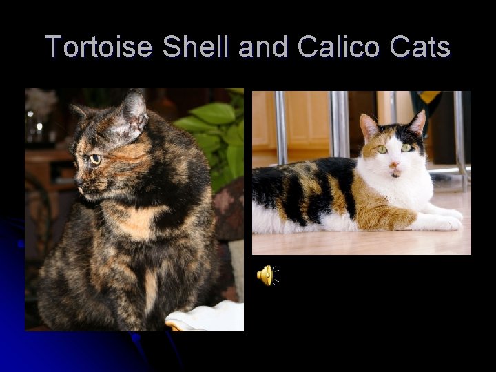 Tortoise Shell and Calico Cats 