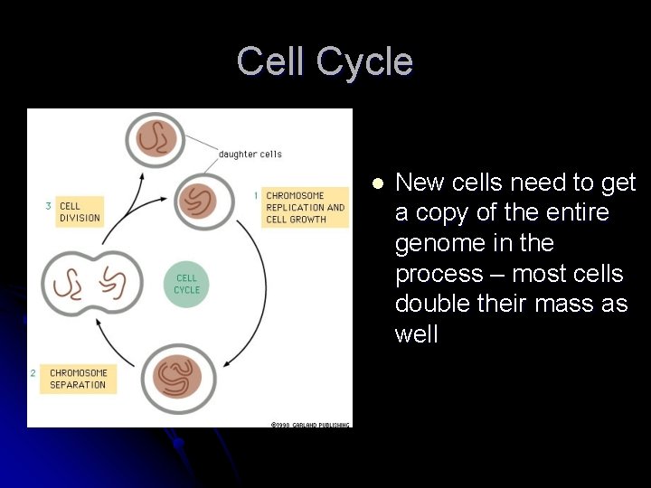 Cell Cycle l New cells need to get a copy of the entire genome