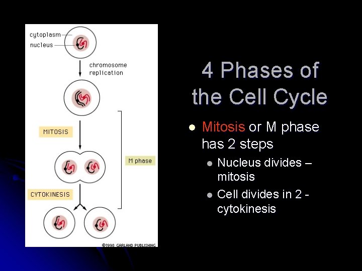 4 Phases of the Cell Cycle l Mitosis or M phase has 2 steps