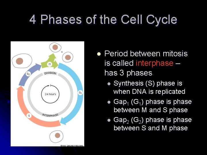 4 Phases of the Cell Cycle l Period between mitosis is called interphase –