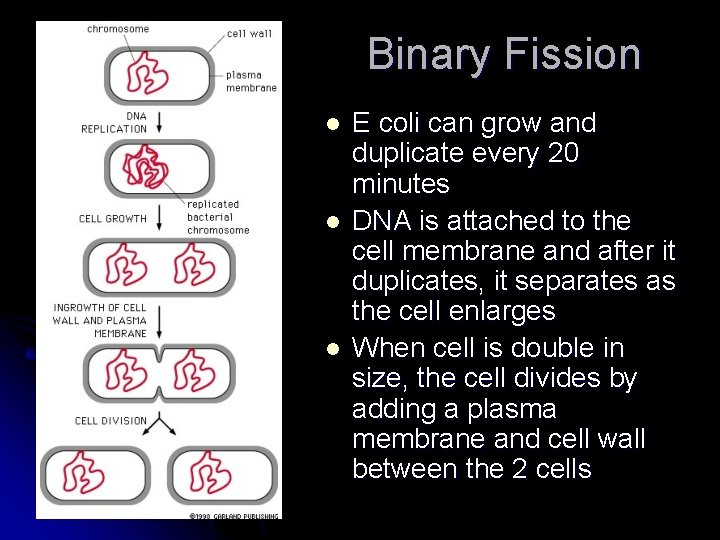 Binary Fission l l l E coli can grow and duplicate every 20 minutes