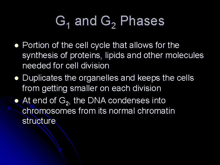 G 1 and G 2 Phases l l l Portion of the cell cycle