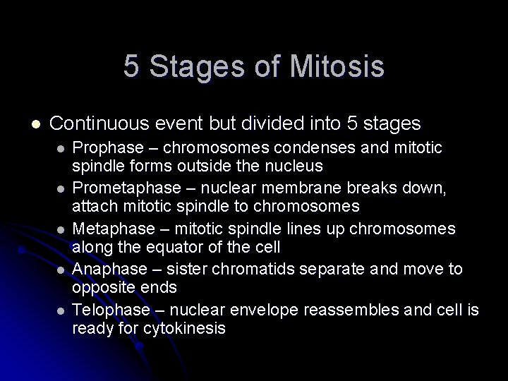 5 Stages of Mitosis l Continuous event but divided into 5 stages l l