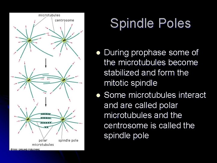 Spindle Poles l l During prophase some of the microtubules become stabilized and form