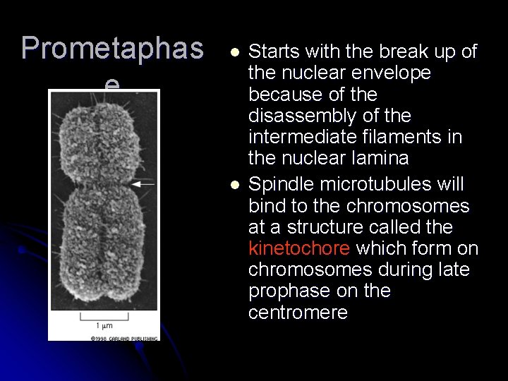Prometaphas e l l Starts with the break up of the nuclear envelope because