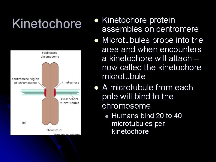 Kinetochore l l l Kinetochore protein assembles on centromere Microtubules probe into the area