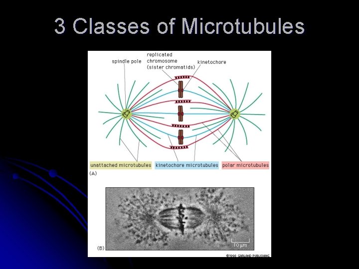 3 Classes of Microtubules 