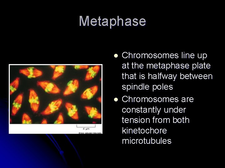 Metaphase l l Chromosomes line up at the metaphase plate that is halfway between