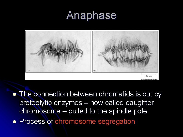 Anaphase l l The connection between chromatids is cut by proteolytic enzymes – now