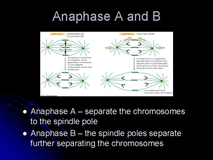 Anaphase A and B l l Anaphase A – separate the chromosomes to the