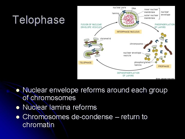 Telophase l l l Nuclear envelope reforms around each group of chromosomes Nuclear lamina