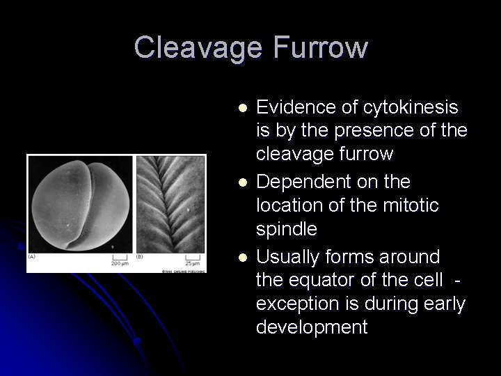 Cleavage Furrow l l l Evidence of cytokinesis is by the presence of the