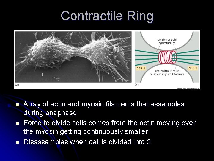 Contractile Ring l l l Array of actin and myosin filaments that assembles during