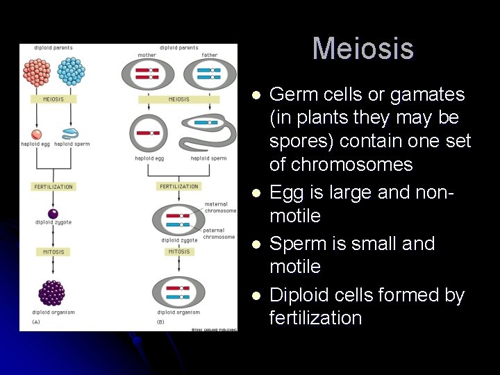 Meiosis l l Germ cells or gamates (in plants they may be spores) contain