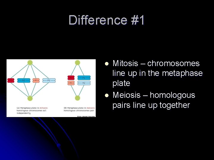 Difference #1 l l Mitosis – chromosomes line up in the metaphase plate Meiosis