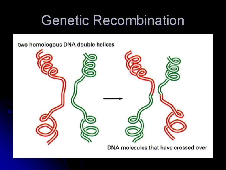 Genetic Recombination 