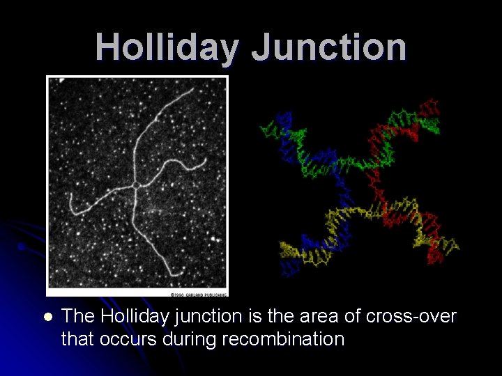 Holliday Junction l The Holliday junction is the area of cross-over that occurs during