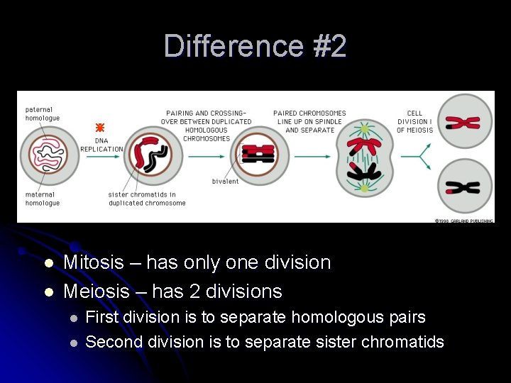 Difference #2 ⋇ l l Mitosis – has only one division Meiosis – has