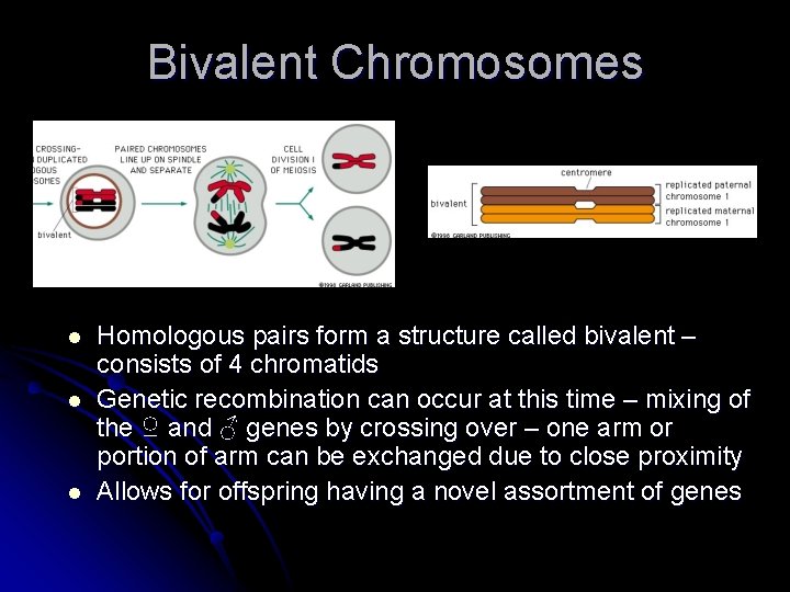 Bivalent Chromosomes l l l Homologous pairs form a structure called bivalent – consists