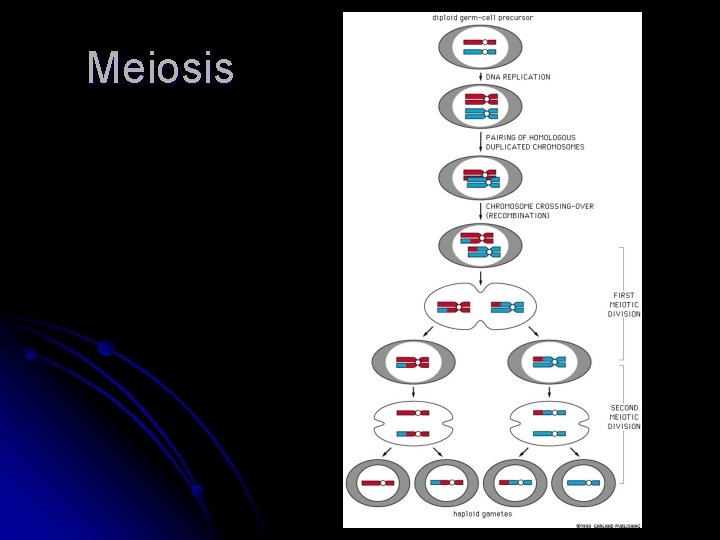 Meiosis 