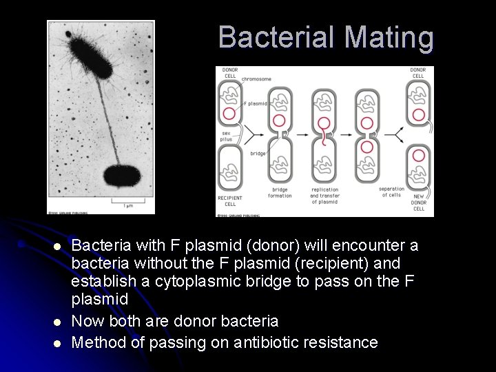 Bacterial Mating l l l Bacteria with F plasmid (donor) will encounter a bacteria