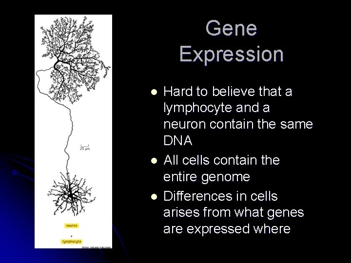 Gene Expression l l l Hard to believe that a lymphocyte and a neuron