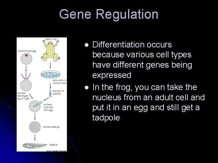 Gene Regulation l l Differentiation occurs because various cell types have different genes being