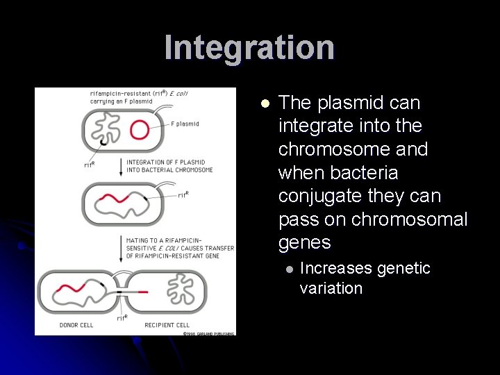 Integration l The plasmid can integrate into the chromosome and when bacteria conjugate they