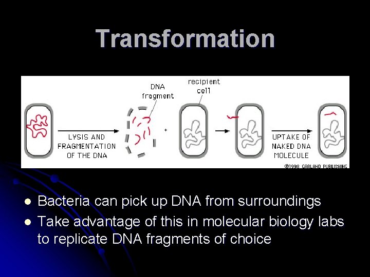 Transformation l l Bacteria can pick up DNA from surroundings Take advantage of this