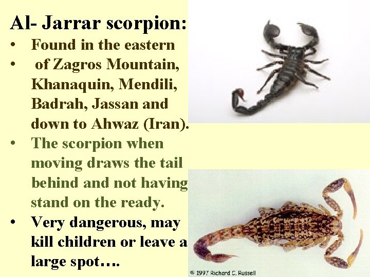 Al- Jarrar scorpion: • Found in the eastern • of Zagros Mountain, Khanaquin, Mendili,
