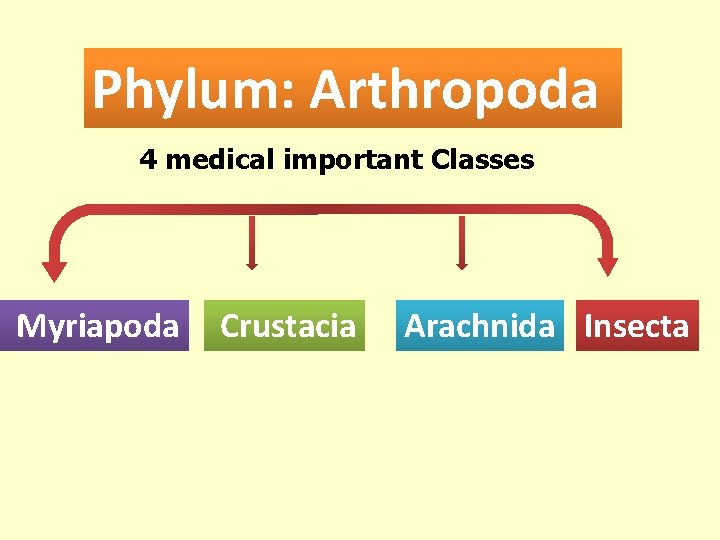 Phylum: Arthropoda 4 medical important Classes Myriapoda Crustacia Arachnida Insecta 