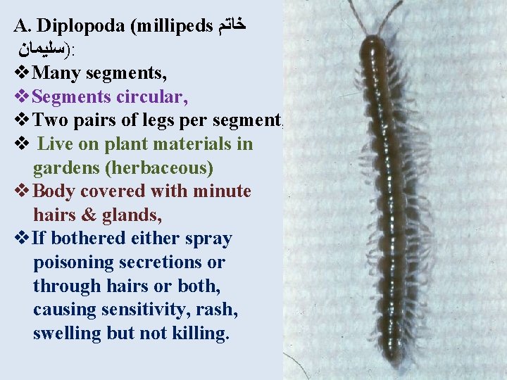 A. Diplopoda (millipeds ﺧﺎﺗﻢ )ﺳﻠﻴﻤﺎﻥ : v. Many segments, v. Segments circular, v. Two