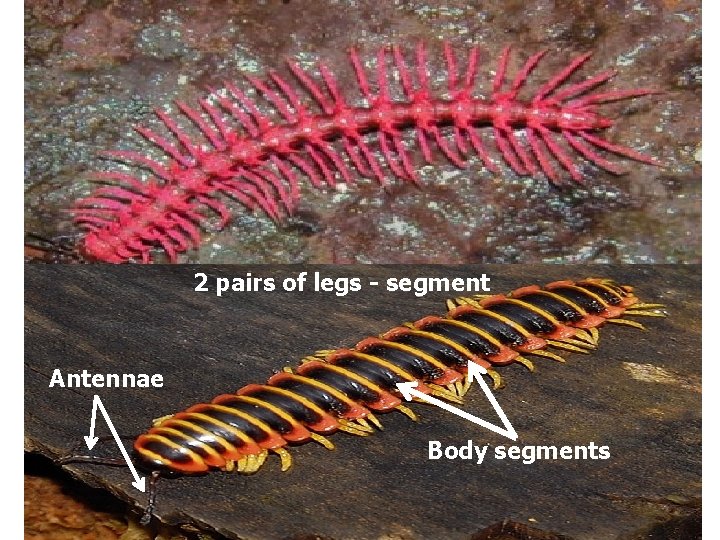 2 pairs of legs - segment Antennae Body segments 