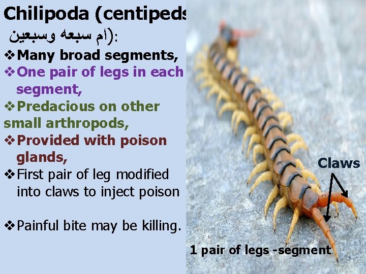Chilipoda (centipeds )ﺍﻡ ﺳﺒﻌﻪ ﻭﺳﺒﻌﻴﻦ : v. Many broad segments, v. One pair of