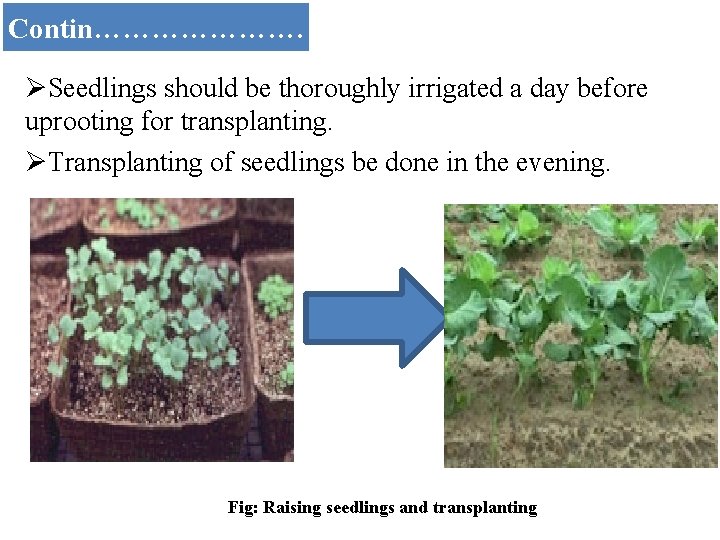 Contin…………………. ØSeedlings should be thoroughly irrigated a day before uprooting for transplanting. ØTransplanting of
