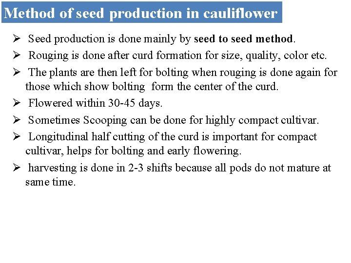 Method of seed production in cauliflower Ø Seed production is done mainly by seed