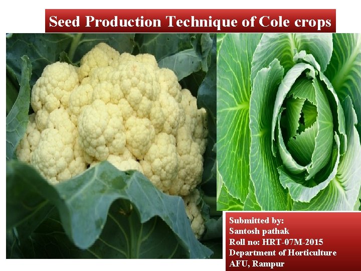 Seed Production Technique of Cole crops Submitted by: Santosh pathak Roll no: HRT-07 M-2015