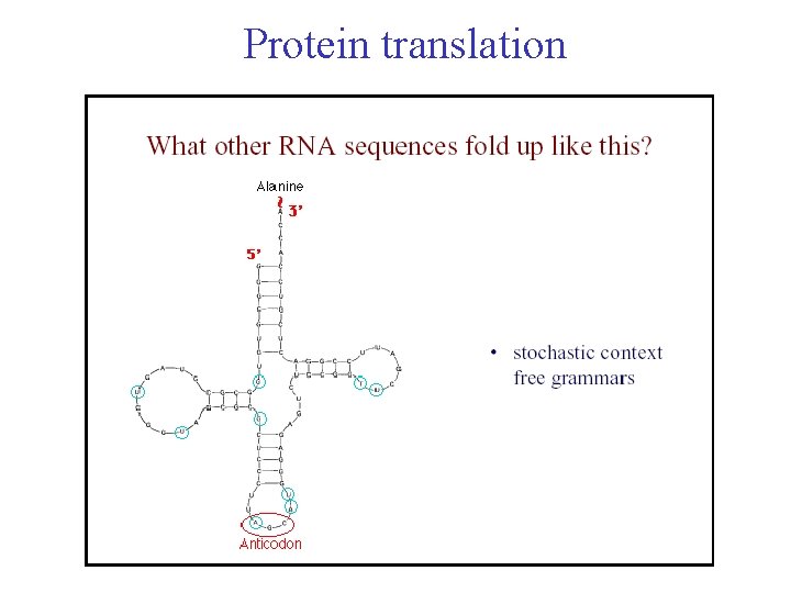 Protein translation 