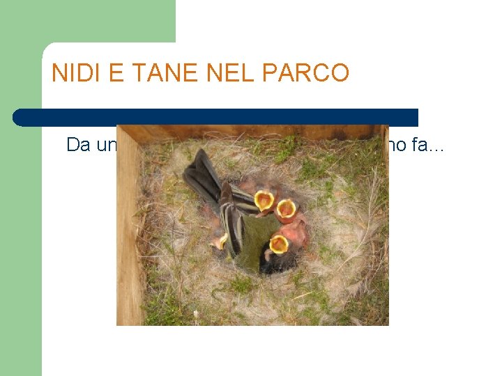 NIDI E TANE NEL PARCO Da un progetto realizzato qualche anno fa… 