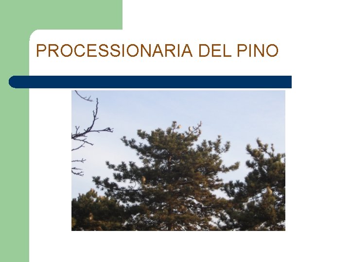 PROCESSIONARIA DEL PINO 