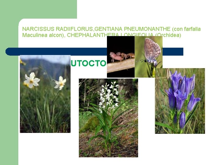 NARCISSUS RADIIFLORUS, GENTIANA PNEUMONANTHE (con farfalla Maculinea alcon), CHEPHALANTHERA LONGIFOLIA (Orchidea) l SPECIE AUTOCTONE